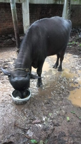 മുറ പോത്ത്, ആവശ്യക്കാർ ബന്ധപ്പെടുക